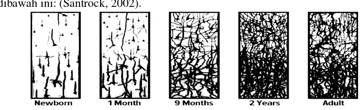 Gambar 2.2 Pertumbuhan Sinapsis (Santrock, 2002) 