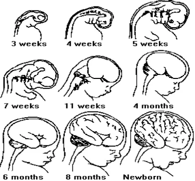 Gambar 2.1 Perkembangan Otak Manusia (Santrock, 2002) 
