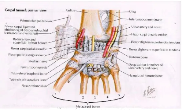 Gambar 2.1 Anatomi Nervus Medianus 