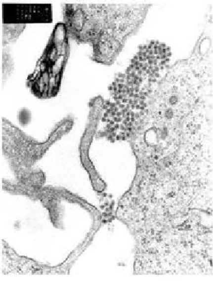 Gambar 2.13. Virus Dengue 