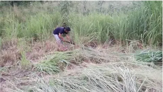 Gambar 1. Rumput Benggala (Panicum maximum). 