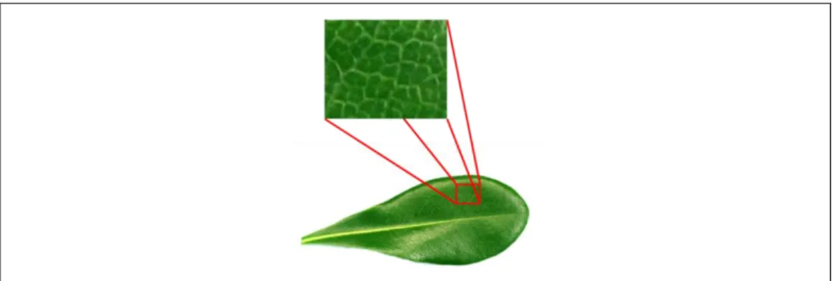 Gambar 2.2 Tekstur daun merupakan pola yang ada pada permukaan daun. 