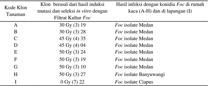 Tabel 1. Klon-klon tanaman pisang cv. Ampyang putatif resisten layu Fusarium hasil induksi mutase    dan seleksi in vitro dengan Filtrat Kultur Foc, serta hasil infeksi dengan cendawan Foc di    rumah kaca (A-H) dan hasil seleksi di lahan endemic layu Fusa