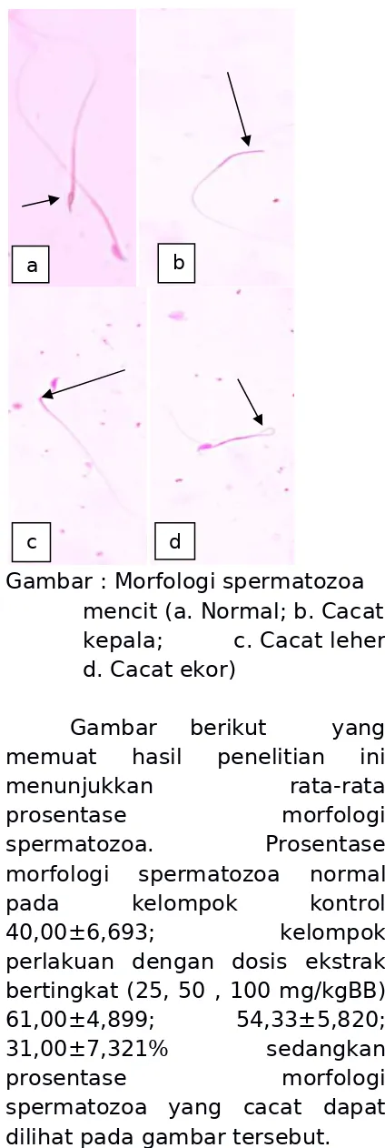 Gambar : Morfologi spermatozoa