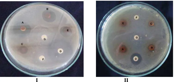 Gambar 6. Hasil Uji Aktivitas Kombinasi Ekstrak Etanol Daun Jambu Monyet (Anacardium occidentalle L.) dan Ampisilin terhadap Escherichia coli Sensitif (I) dan Multiresisten antibiotik (II)