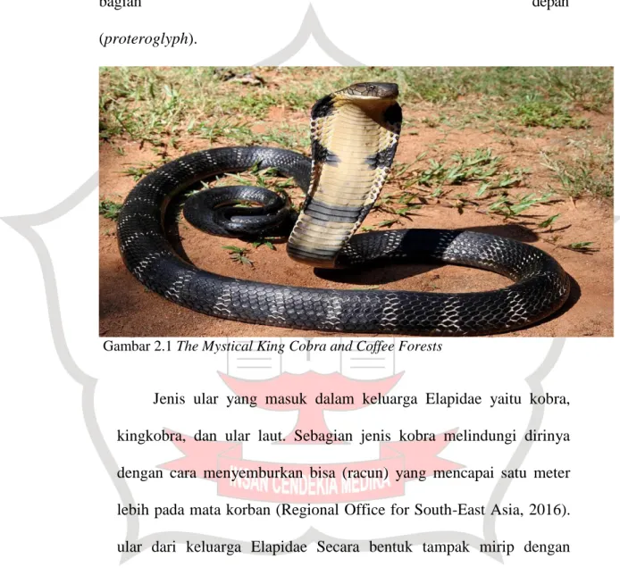 Gambar 2.1 The Mystical King Cobra and Coffee Forests 