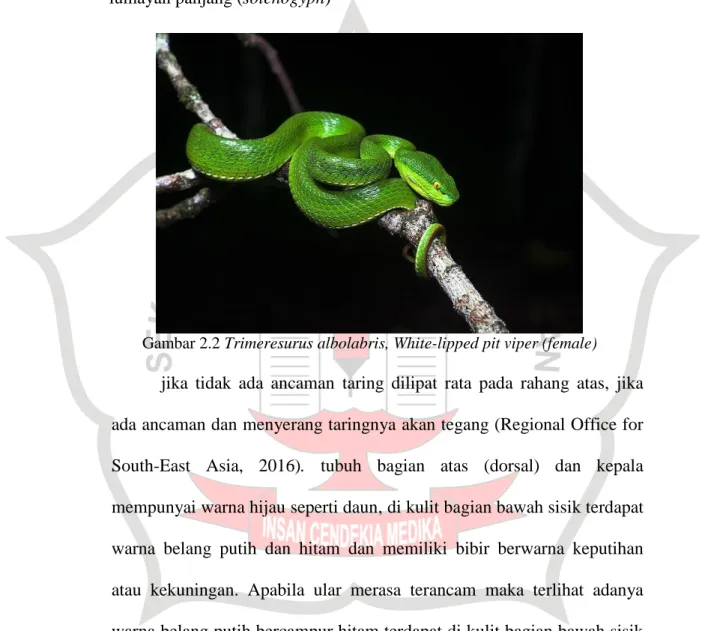 Gambar 2.2 Trimeresurus albolabris, White-lipped pit viper (female)  jika  tidak  ada  ancaman  taring  dilipat  rata  pada  rahang  atas,  jika  ada ancaman dan menyerang taringnya akan tegang (Regional Office for  South-East  Asia,  2016)