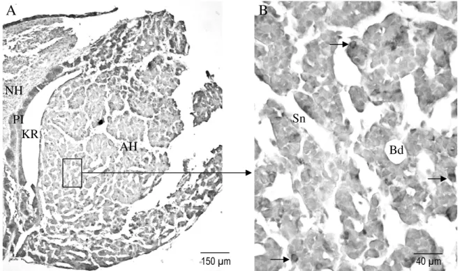 Gambar  2.  Distribusi  sel-sel  ir-ACTH  adenohipofisa  fetus  monyet  ekor  panjang  umur  120  hari  pada  potongan medial (A), dan tanda panah menunjukkan sel-sel ir-ACTH (B); Bd: buluh darah, Sn: 