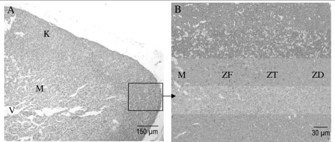 Gambar  3.  Gambaran  mikroskopis  kelenjar  adrenal  (A)  dan  korteks  adrenal  (B)  fetus  monyet  ekor  panjang  umur  150  hari;  K:  korteks  adrenal,  M:  medulla  adrenal,  V:  vena  sentralis,  ZD:  zona  definitif, ZF: zona fetus,  ZT: zona trans