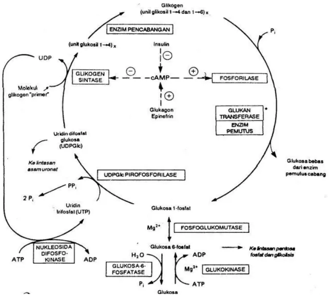 Gambar 1. Metabolisme glikogen 10 