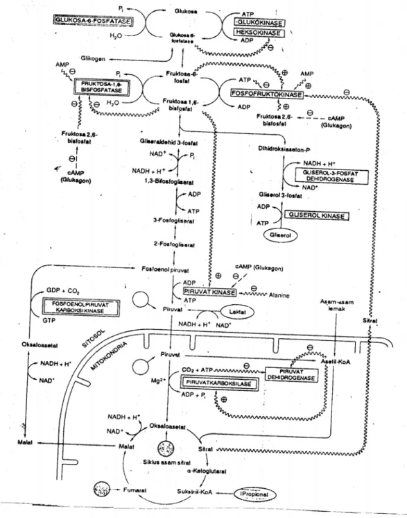 Gambar 2. Proses Glukoneogenesis  10 