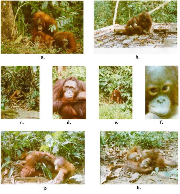 Gambar 1. Orangutan rehabilitan sasaran dalam penelitian  Keterangan foto : 