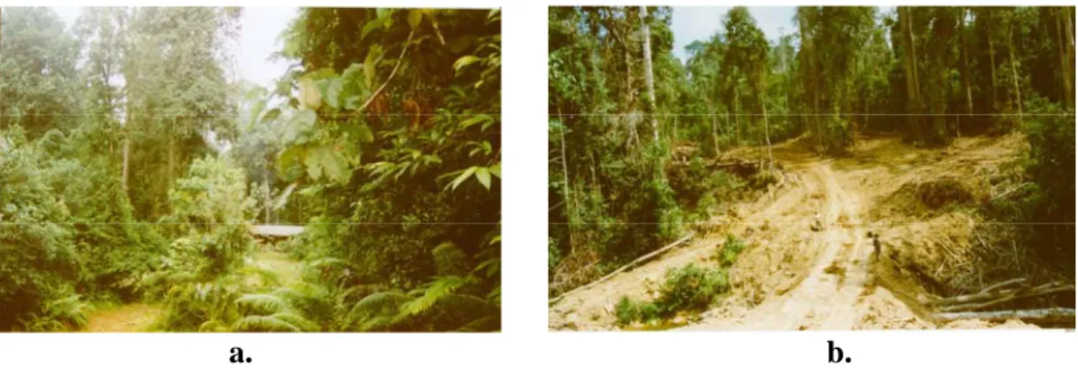 Gambar 3. Kondisi areal hutan di Hutan Lindung Pegunungan Meratus   dan HPH PT. ITCI 