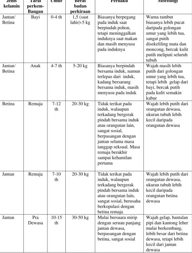 Tabel 2. Perilaku khas dan morfologi orangutan berdasarkan golongan umur  dan jenis kelamin (Galdikas, 1978) 