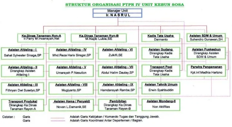 Gambar 4 Struktur Organisasi PT. Perkebunan Nusantara IV Unit Kebun Sosa 