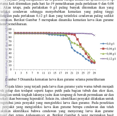 Gambar 6 Morfologi cendawan Aphanomyces sp. (a) Literatur cendawan, (b) 