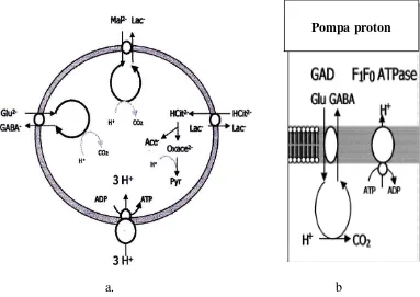Gambar 2.1.a menjelaskan mekanisme homeostatis sel BAL terhadap pH 