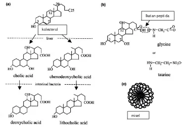 Gambar 2.2 Struktur kimia asam empedu  a) kolesterol, b) ikatan peptida pada                     garam empedu, c) misel (Begley et al