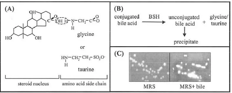 Gambar 2.3 Peranan enzim BSH dalam menguraikan asam empedu: a) asam                     empedu, b) peranan enzim BSH, c) visualisasi presipitasi asam                      empedu di media MRS  (Begley et al