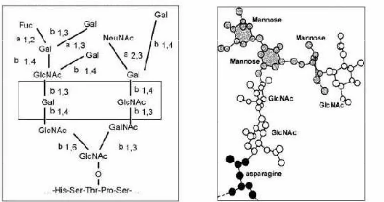 Gambar 2.5  Struktur sederhana glikoprotein (Bourlioux et al. 2003) 