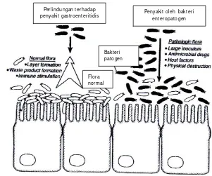 Gambar 2.7  Kompetisi antara bakteri probiotik (flora normal) dan bakteri            patogen di usus (Lu & Walker 2001) 