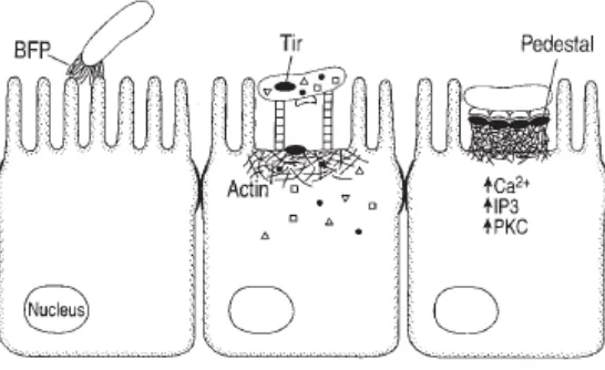Gambar 2.8 Mekanisme penempelan EPEC di sel epitel usus  