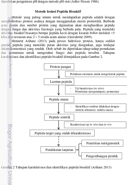 Gambar 2 Tahapan karakterisasi dan identifikasi peptida bioaktif (Arihara 2013) 