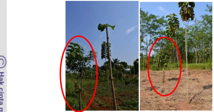 Gambar 2  Trubusan pohon bekas tebangan (lingkaran merah) pada tapak mikro 1 dan 2  Repeatability  menunjukkan  konsistensi  dari  klon-klon  JUN  terhadap  performa tumbuhnya
