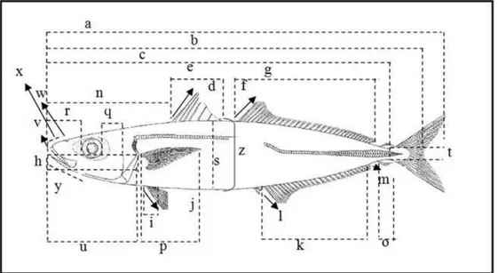 Gambar 6. Variabel morfometrik ikan layang 