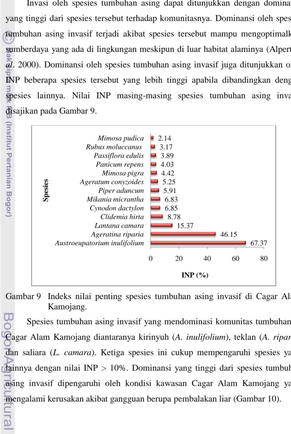 Gambar 9  Indeks  nilai  penting  spesies  tumbuhan  asing  invasif  di  Cagar  Alam  Kamojang