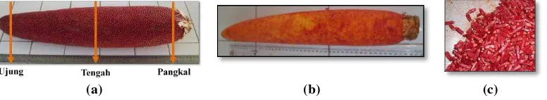 Gambar 1. Chepallum buah merah (a), empulur (pedicel) (b) dan bulir (drupa) (c) 
