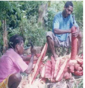 Gambar 5 Pengeluaran empelur buah merah secara manual oleh masyarakat di    Distrik Merdey, Kabupaten Teluk Bintuni