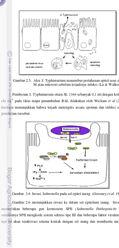 Gambar 2.5.  Aksi S. Typhimurium menembus pertahanan epitel usus melalui sel 