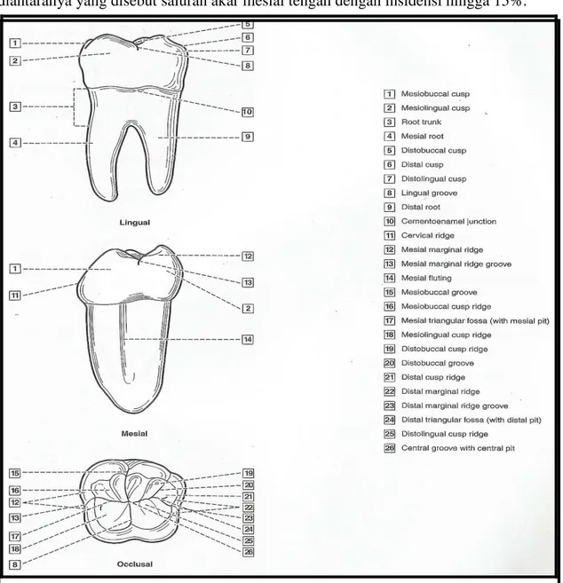 Gambar 9.  Anatomi Gigi Molar Pertama Bawah Permanen. 24 