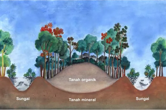 Gambar 1. Gambaran umum penampang lahan gambut tropika (Ilustrasi: Triana)
