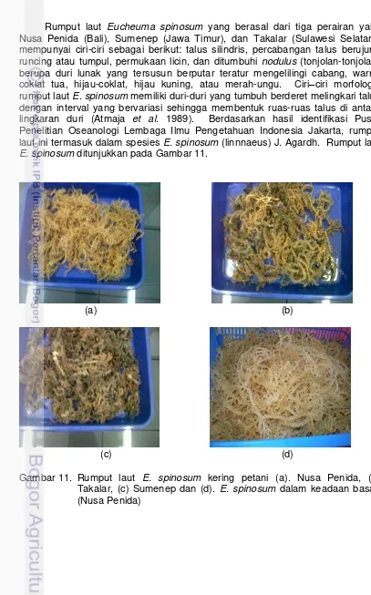 Gambar 11. Rumput laut E. spinosum kering petani (a). Nusa Penida, (b) 