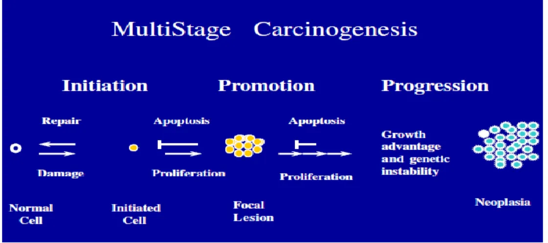 Gambar 2.1 Tahapan  Karsinogenesis 