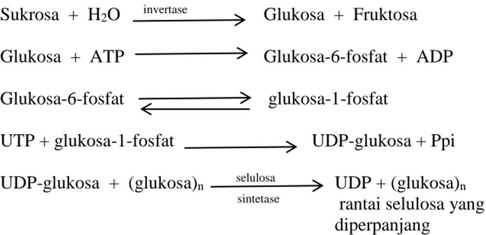 Gambar 1. Biosintesa selulosa dari glukosa (Lehninger, 1994).  Pembentukan  nata  (polisakarida  ekstraselluler)  memerlukan  senyawa  antara  lain  yaitu  heksosa  fosfat