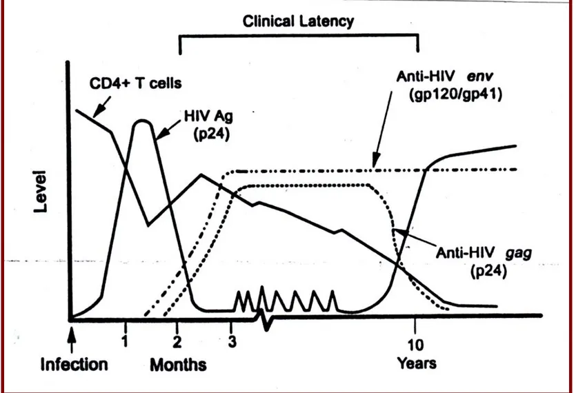 Gambar 3. Perjalanan Penyakit HIV 1 (Schochetman, 1994)