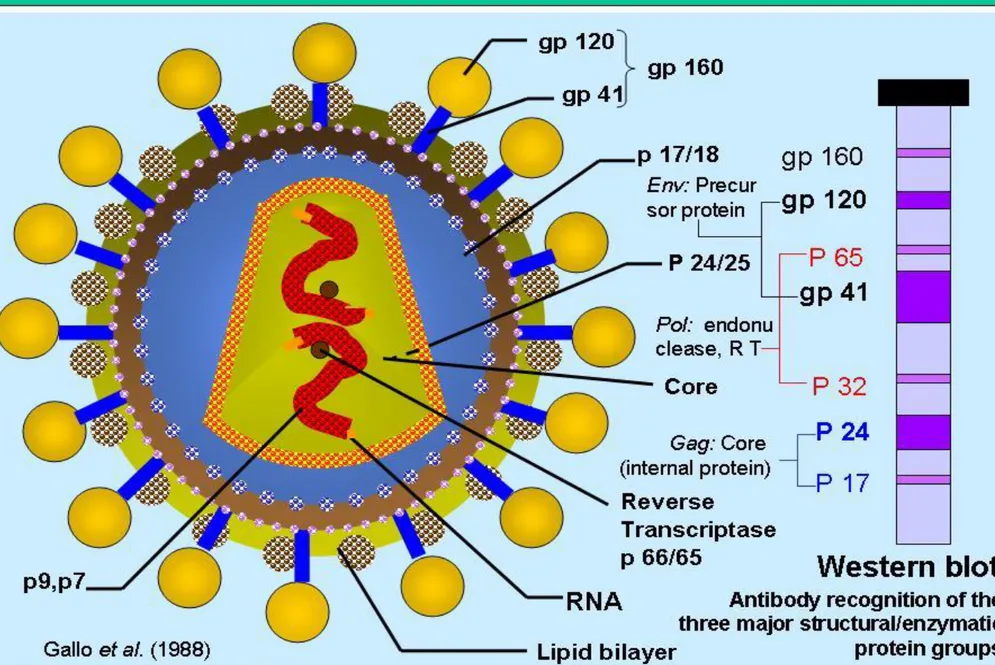 Gambar 1. Struktur Virus HIV