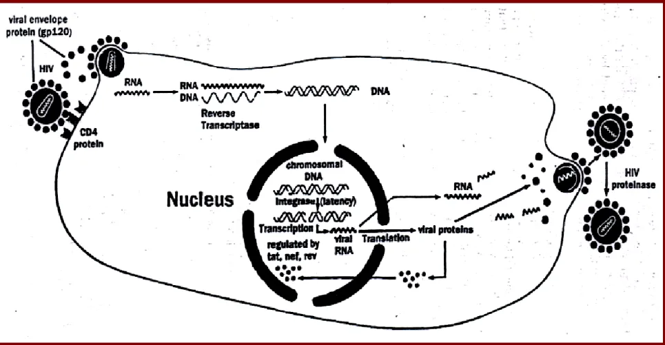 Gambar 2. Siklus Hidup HIV ( Schochetman G, 1994 )
