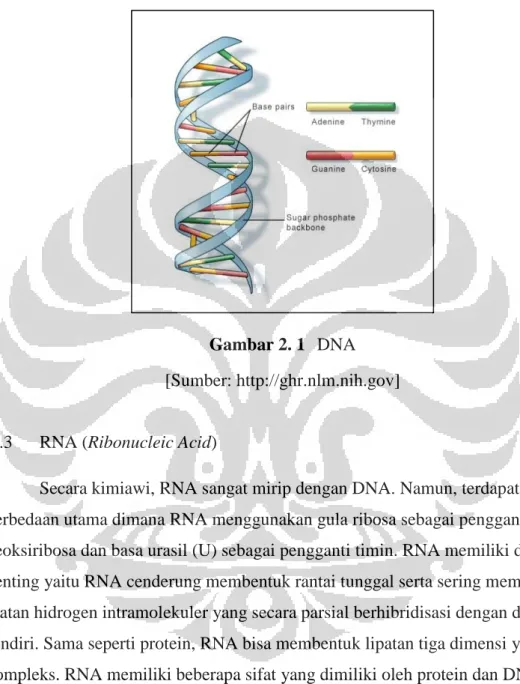 Gambar 2. 1  DNA  [Sumber: http://ghr.nlm.nih.gov] 