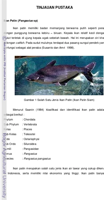 Gambar 1 Salah Satu Jenis Ikan Patin (Ikan Patin Siam)  