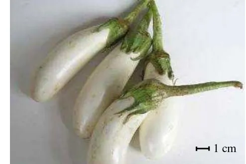 Gambar 1 Buah Solanum melongena cv. Dourga 