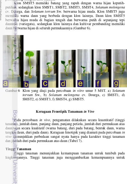Gambar 6  Klon yang diuji pada percobaan in vitro umur 5 MST. a) Solanum 