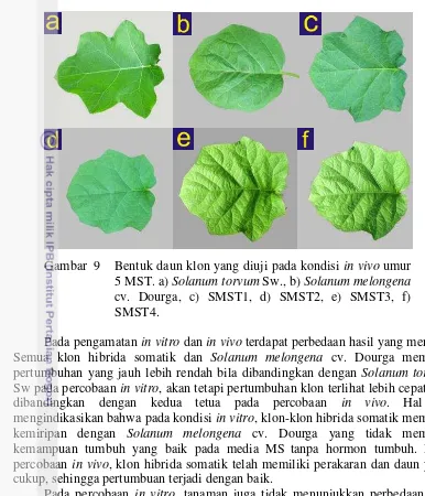 Gambar  9   Bentuk daun klon yang diuji pada kondisi in vivo umur 