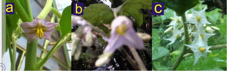 Gambar  10  Bentuk bunga klon yang diuji pada kondisi in vivo. a) Solanum        