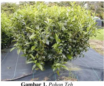 Gambar 1. Pohon Teh 