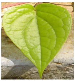 Gambar 2. Selembar daun sirih 