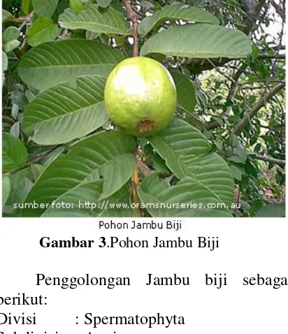 Gambar 3.Pohon Jambu Biji 